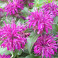 Monarda Mix Colors Bee Balm Monarda didyma 50 seeds - Vesta Market