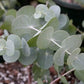 Silver Dollar Tree, Eucalyptus cinerea  20 seeds Vesta Market