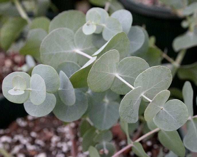 Silver Dollar Tree, Eucalyptus cinerea  20 seeds Vesta Market