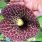 Beautiful Birthwort, Aristolochia Manshuriensis  5 seeds Vesta Market