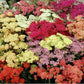 Common Yarrow Flower Achillea millefolium mix colors 200 seeds - Vesta Market