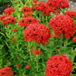 Silene chalcedonica Flower of Bristol RED 50 seeds Vesta Market