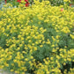Medical Ruta graveolens / herb-of-grace / 50 seeds / non GMO Vesta Market