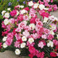 Garden Pink Flower / Dianthus plumarius / 50 seeds non GMO - Vesta Market