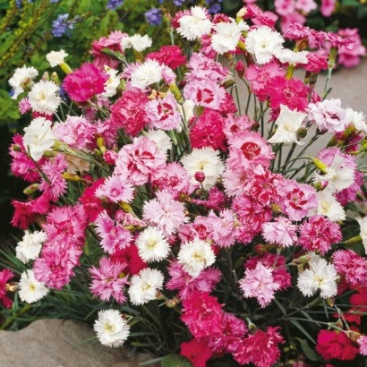 Garden Pink Flower / Dianthus plumarius / 50 seeds non GMO Vesta Market
