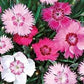 Garden Pink Flower / Dianthus plumarius / 50 seeds non GMO Vesta Market