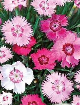 Garden Pink Flower / Dianthus plumarius / 50 seeds non GMO - Vesta Market