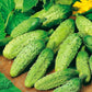 Cucumber Wisconsin SMR 58, 200 seeds Vesta Market