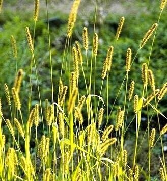 Plains Bristle Grass, Setaria macrostachya 100 seeds - Vesta Market