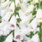 Foxglove Flower White 200 seeds, non GMO, fresh, easy to grow - Vesta Market