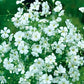 Covent Garden Summer Gypsophila - white 200 seeds Vesta Market