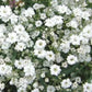 Covent Garden Summer Gypsophila - white 200 seeds Vesta Market