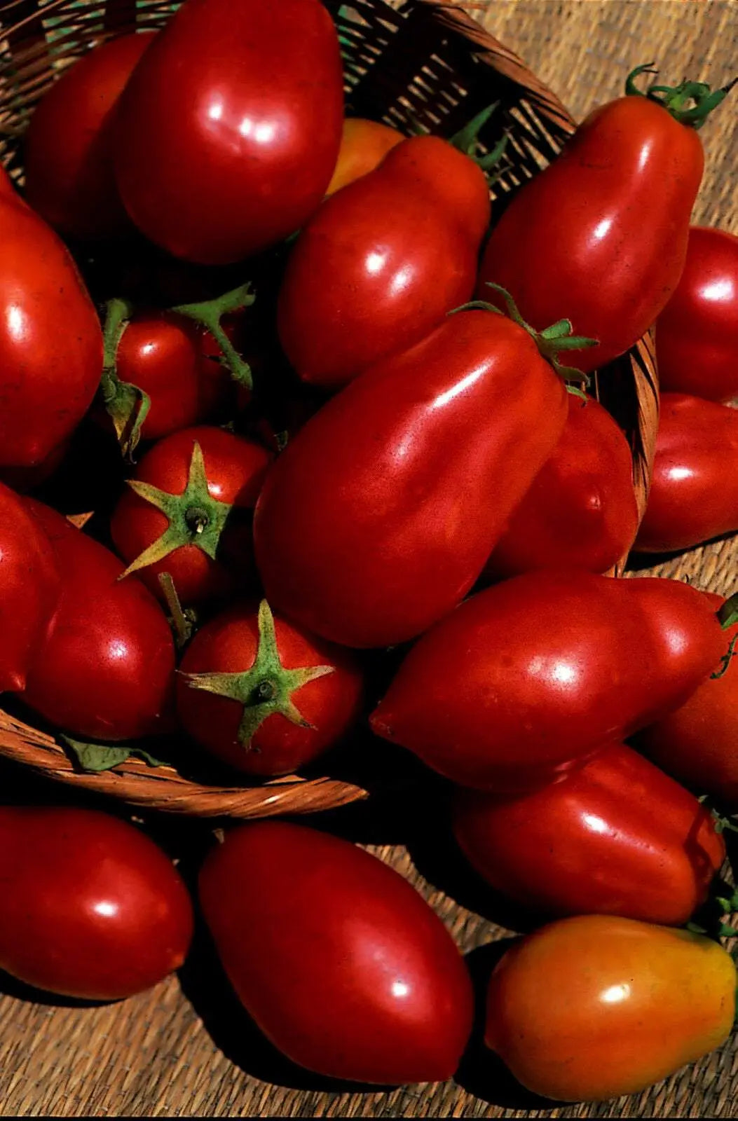 European San Marzano 3 Tomato Seeds 15 seeds - Vesta Market