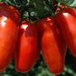 European San Marzano 3 Tomato Seeds 15 seeds - Vesta Market