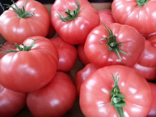 Oarowski Raspberry Tomato 100 seeds Vesta Market