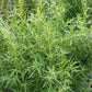 Tarragon Herb Seeds Vesta Market