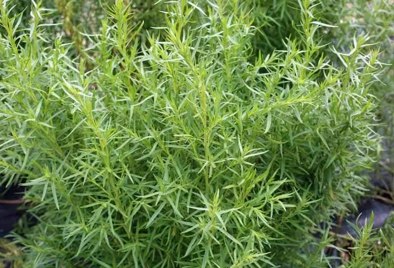 Tarragon Herb Seeds Vesta Market