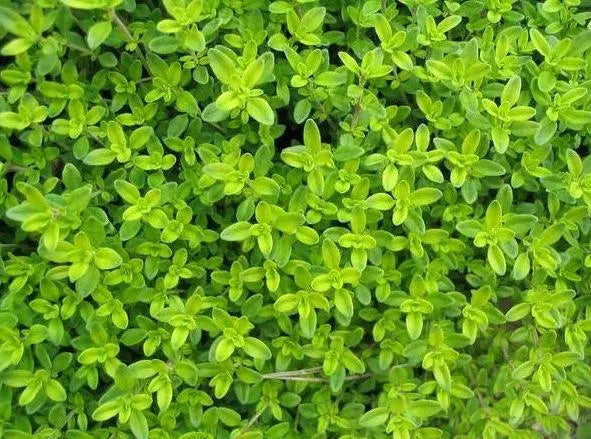 Thyme 200 seeds Vesta Market