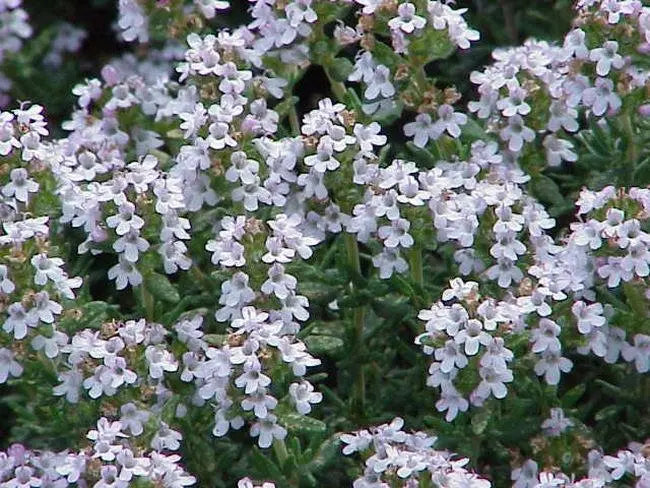 Thyme 200 seeds Vesta Market