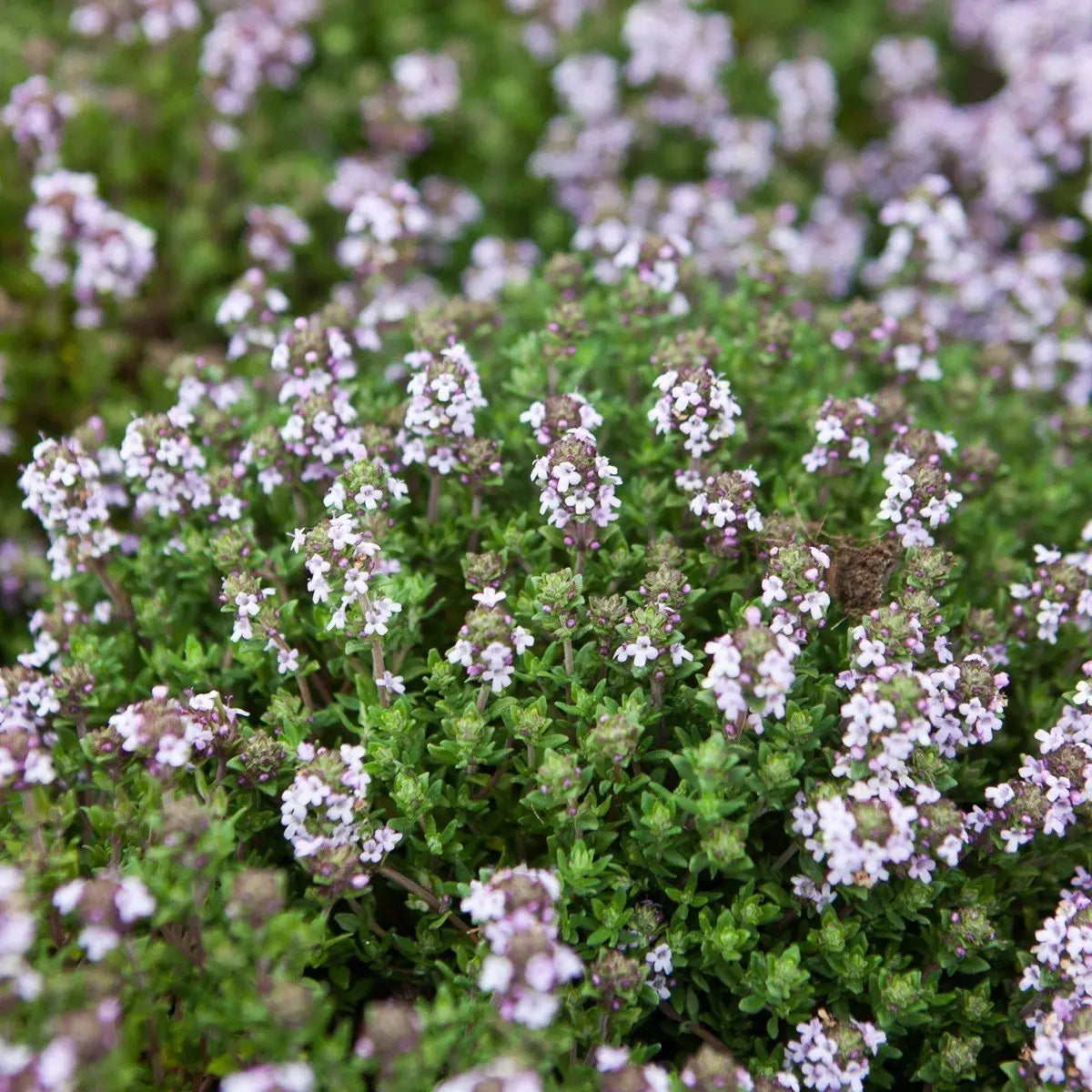 Thyme 200 seeds Vesta Market