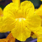 Tabebuia Chrysantha Yellow 3 seeds Vesta Market