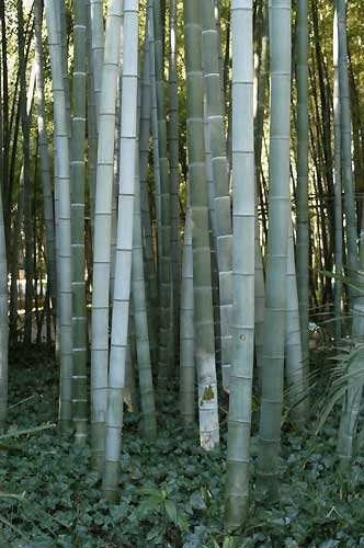 Giant Bamboo Moso 3 seeds Vesta Market