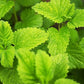 Lemon Balm Leaf Dried tea BIO Organic 25g 0.88 oz Vesta Market