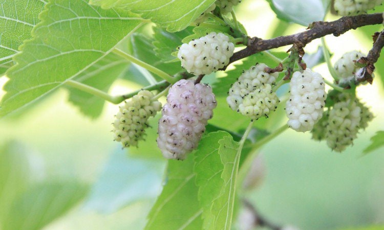 Mulberry Leaves Dried Tea BIO Organic 50g 1.76 oz Morus alba Vesta Market