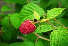 Organic Raspberry Leaf BIO 25g / 0.88 oz Vesta Market