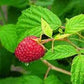 Organic Raspberry Leaf BIO 25g / 0.88 oz Organic Raspberry Leaf | Raspberry Tea | Cullinary Grade | Herbal Products | Organic Dried Herbs Vesta Market