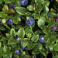 Blueberry Leaves BIO Organic Dried 25g / 0.88 oz Vesta Market
