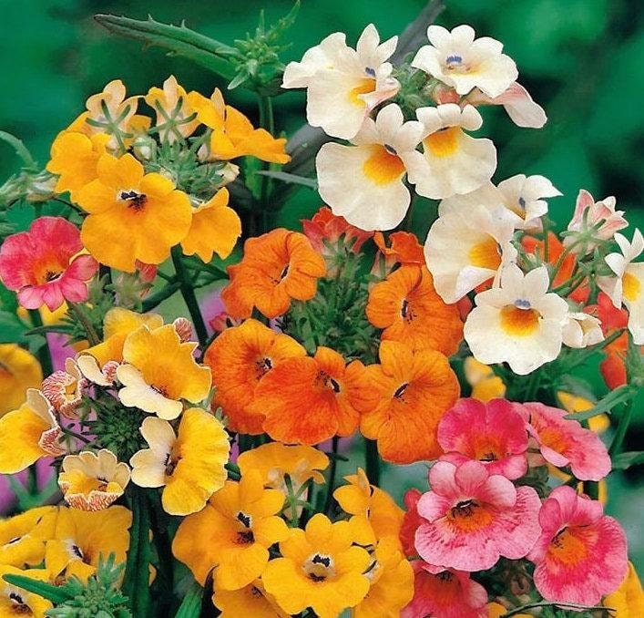 Charming Nemesis - Mix 200 Seeds, non GMO, fresh, easy to grow - Vesta Market