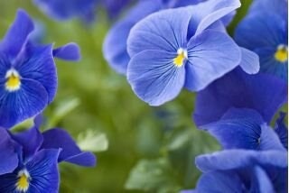Large-flowered Pansy - Black King, Blue, Purple, White Var, fresh, easy to grow Vesta Market