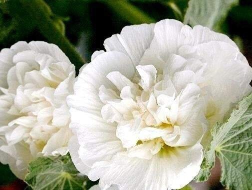 Alcea rosea Hollyhock Flower 20 seeds White, fresh, easy to grow Vesta Market