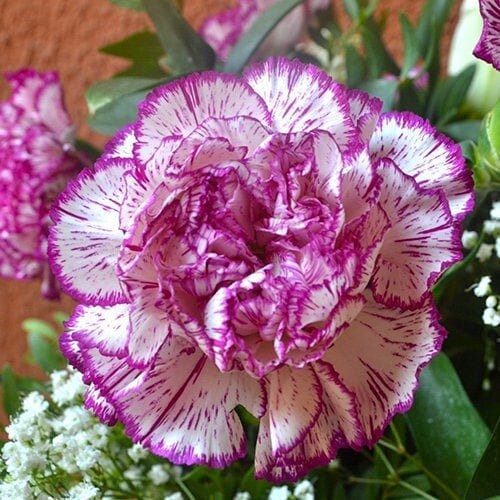 Carnation Seeds 20 seeds, fresh, easy to grow - Vesta Market