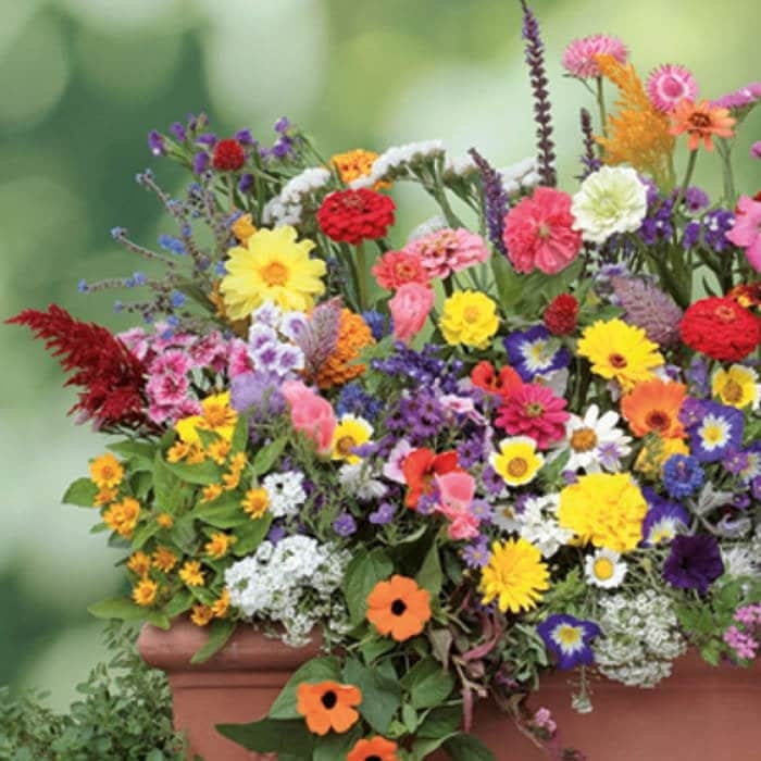 Wonderful Balcony Flower Mix 200 seeds, fresh, easy to grow Vesta Market