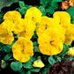 Beautiful Yellow Pansy 50 seeds, fresh, easy to grow Vesta Market