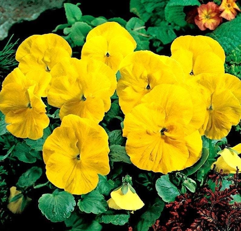 Beautiful Yellow Pansy 50 seeds, fresh, easy to grow Vesta Market