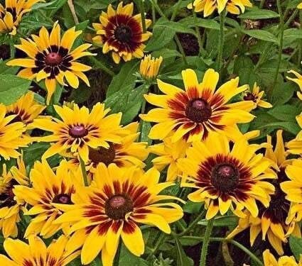 Black-eyed Susan 200 seeds, fresh, easy to grow - Vesta Market