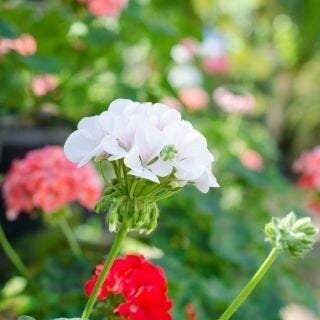 White Geranium Pelargonium 10 Seeds, fresh, easy to grow Vesta Market