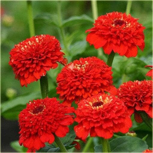 Zinnia Flower Red 50 Seeds, non GMO, fresh, easy to grow Vesta Market