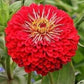 Zinnia Flower Red 50 Seeds, non GMO, fresh, easy to grow Vesta Market