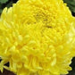 Aster Tall Paeony Yellow 200 seeds, fresh, easy to grow Vesta Market