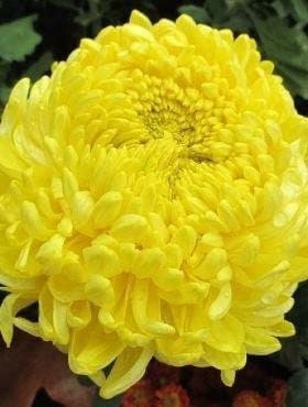 Aster Tall Paeony Yellow 200 seeds, fresh, easy to grow - Vesta Market