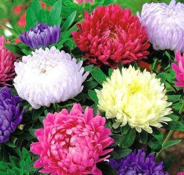 Aster Chrysanthemum Mixed Colors 50 Flower Seeds, fresh, easy to grow - Vesta Market