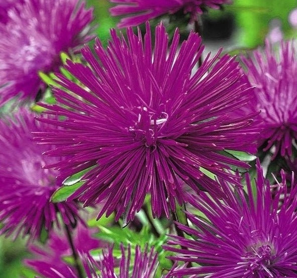 Aster Tall Needle Violetta 200 seeds, non GMO, fresh, easy to grow - Vesta Market