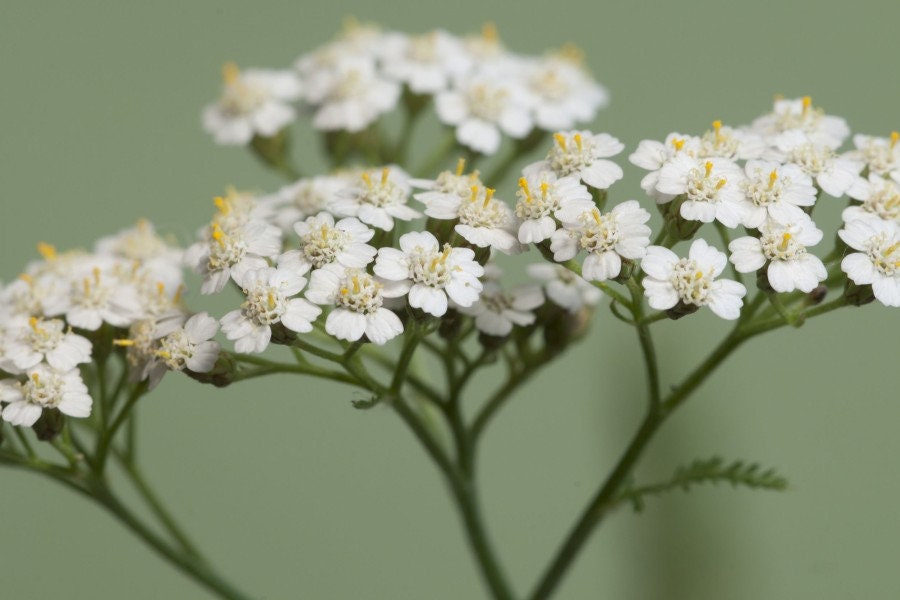 Yarrow Flower Dried BIO Organic 50g 1.76 oz Vesta Market