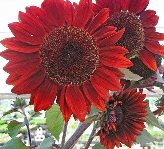 Ornamental Sunflower Red Sun 10 seeds, non GMO, fresh, easy to grow - Vesta Market
