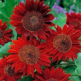 Ornamental Sunflower Red Sun 10 seeds, non GMO, fresh, easy to grow - Vesta Market