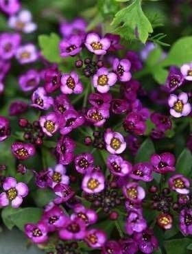 Sweet Alyssum Purple Lobularia maritima 400 Seeds, non GMO, fresh, easy to grow Vesta Market